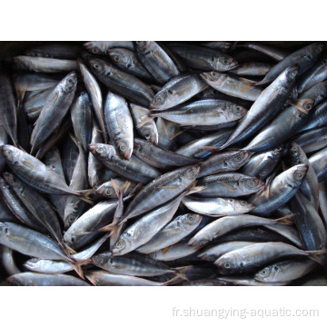 Poisson chinois trachurus japonicus frais de cheval congelé fraîchement congelé